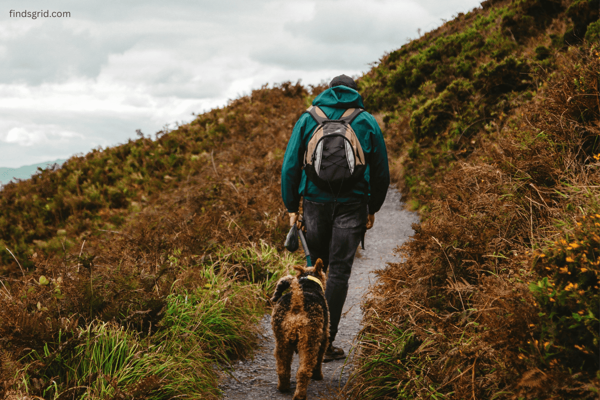 Dog owner using a portable dog water bottle on a summer walk