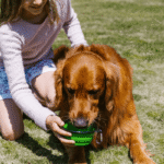 Thirsty dog drinking water from a bowl on a sunny hiking trail