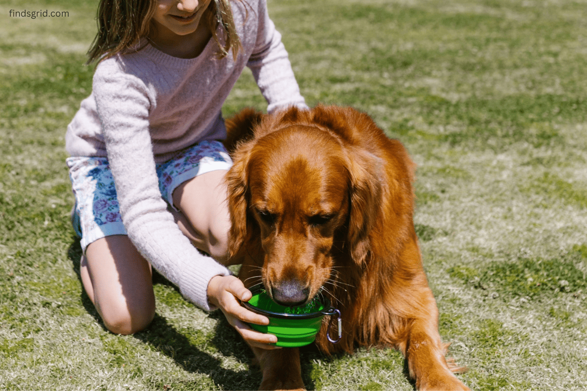 Thirsty dog drinking water from a bowl on a sunny hiking trail