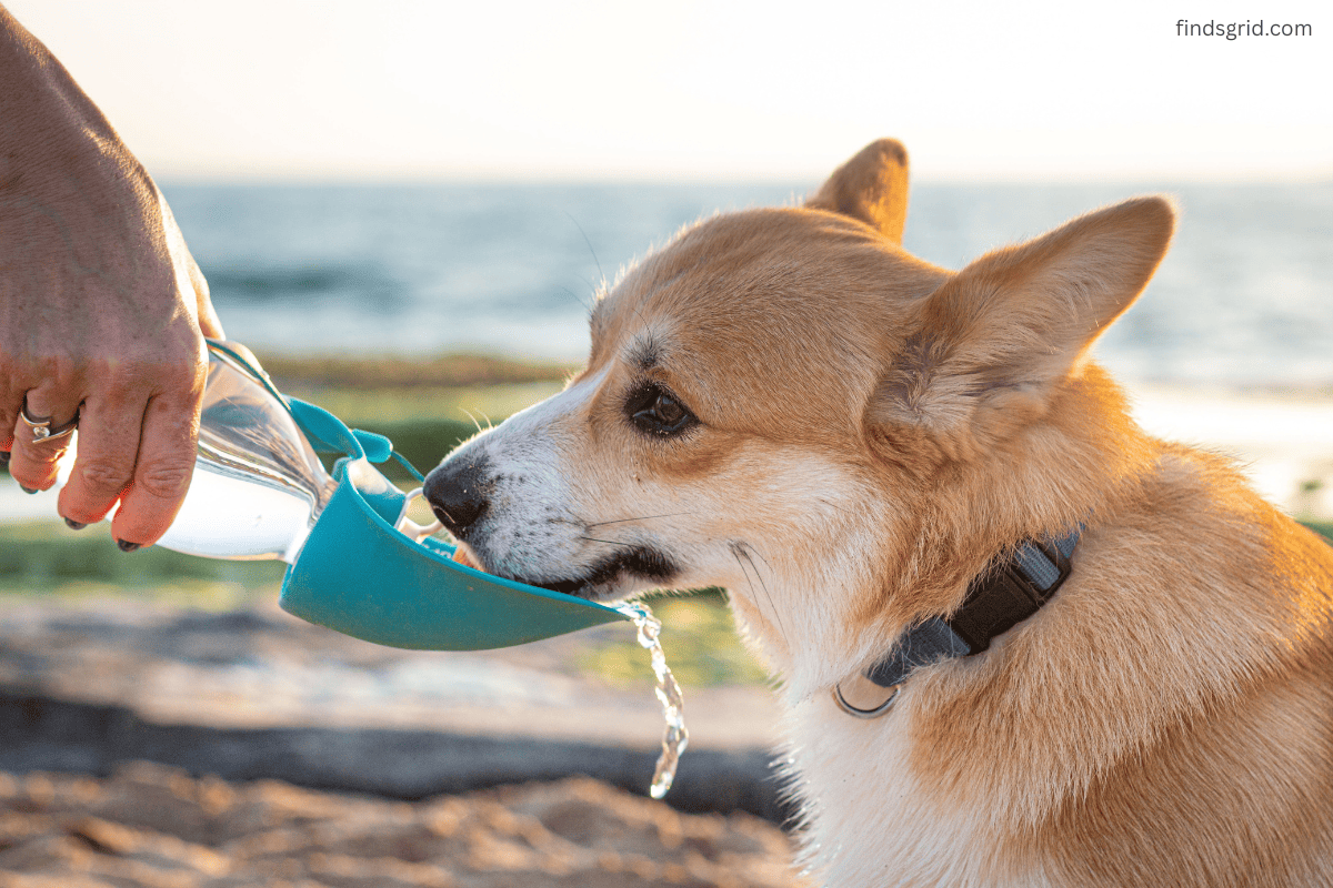 Dog drinking fresh water from a travel bottle during a hike
