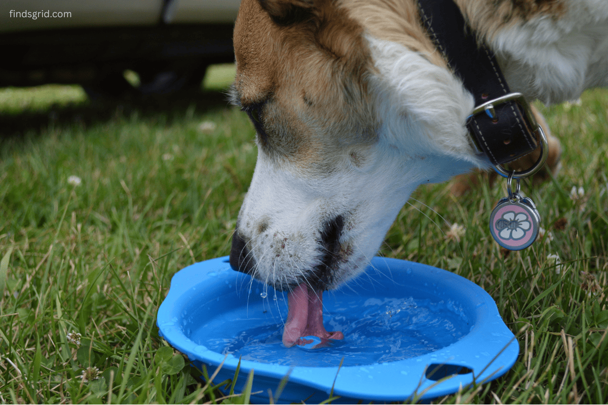 Collapsible dog bowl tipping over on uneven ground during a walk