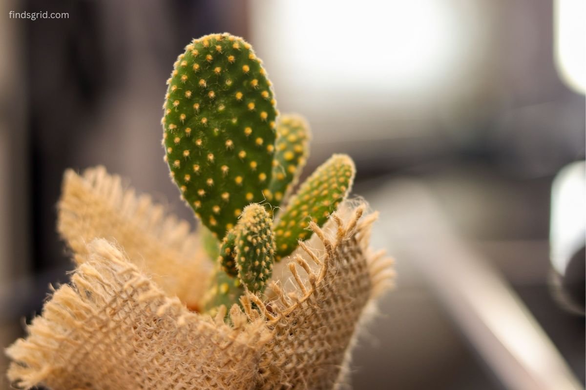 Outdoor container plants wrapped in burlap to protect root balls from freezing