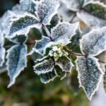 Gardener preparing to protect plants from first frost with frost-covered leaves in the morning