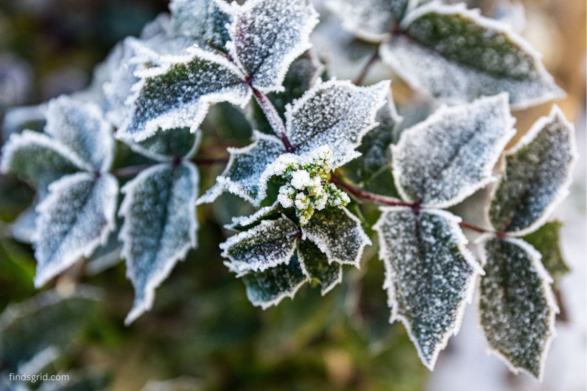 Gardener preparing to protect plants from first frost with frost-covered leaves in the morning