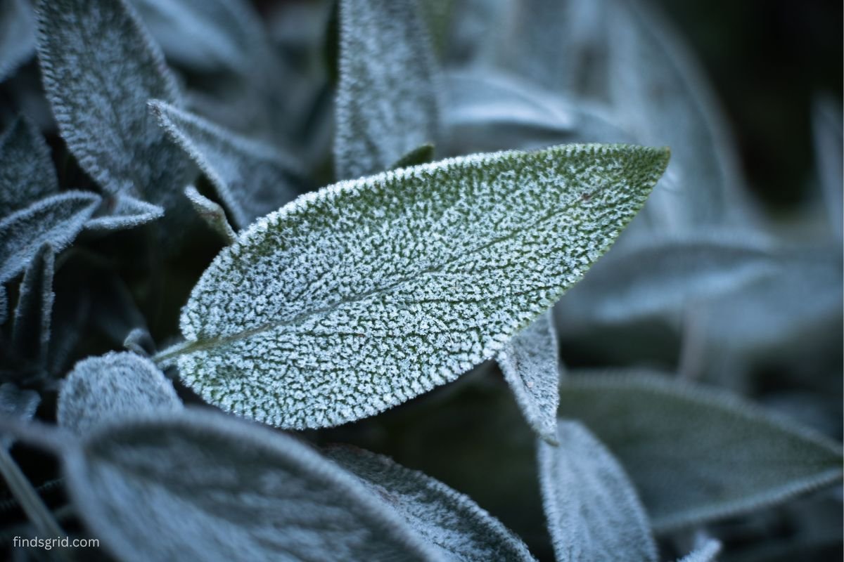 Ice crystals forming on a green leaf during a freezing morning