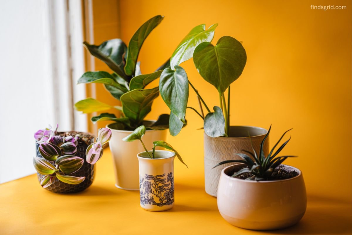 Grouped houseplants clustered together to increase indoor humidity