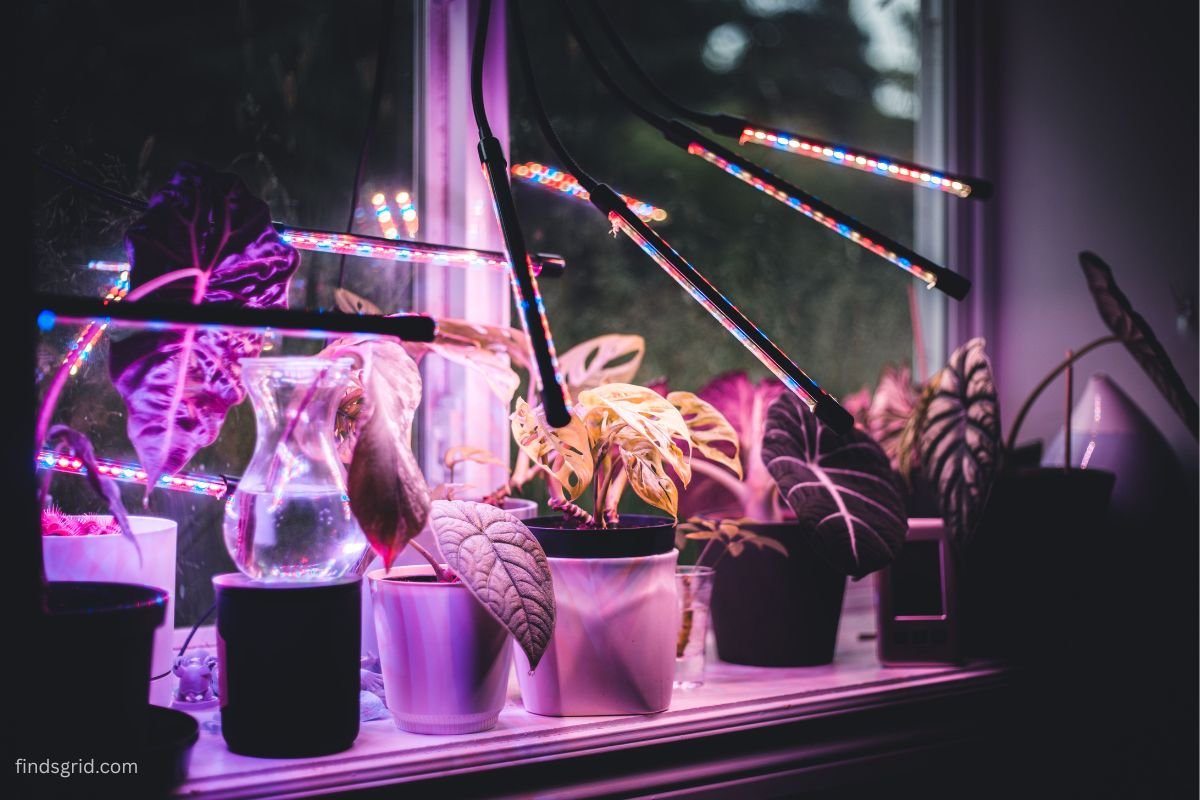 Houseplants under a full-spectrum grow light to make up for short winter days