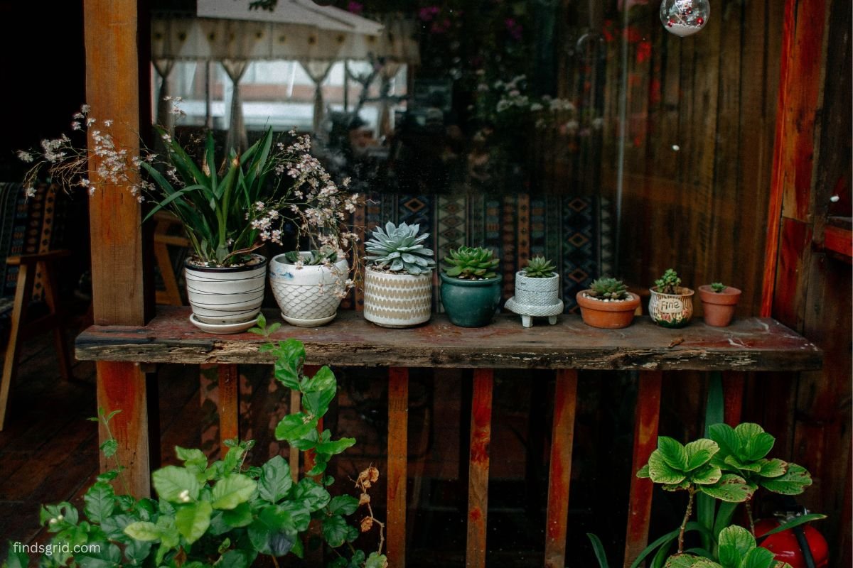 Potted tropical plants being moved indoors before nighttime temperatures drop