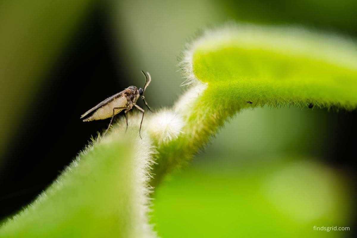 Close-up macro photo of a beetle on a leaf taken on a hiking trail