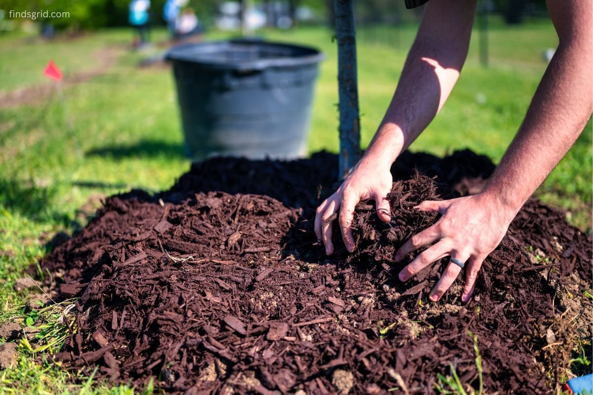 Thick layer of organic mulch around perennial plants in a garden bed