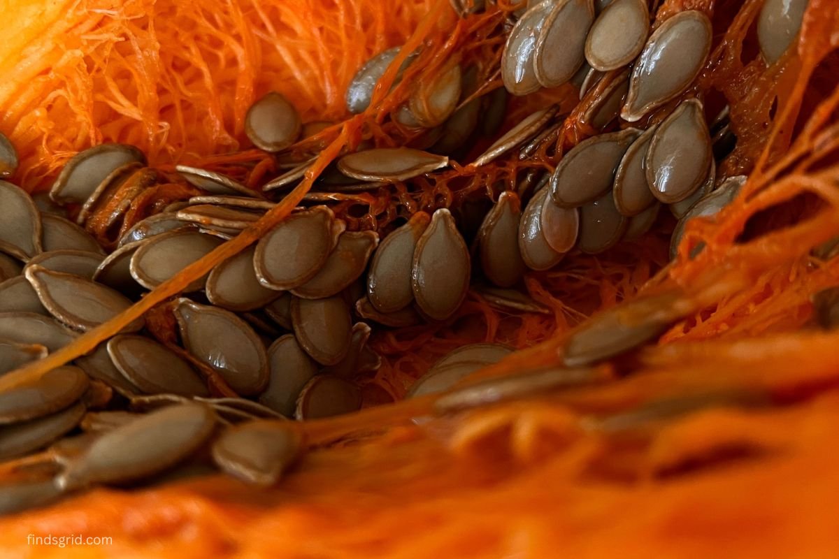 oil-rich pumpkin seeds prone to oxidation during storage