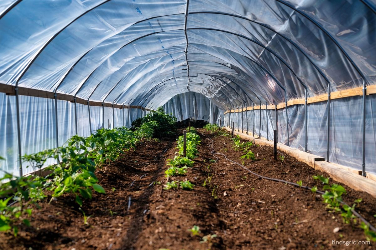 White frost cloth covering a vegetable bed to protect it from freezing temperatures