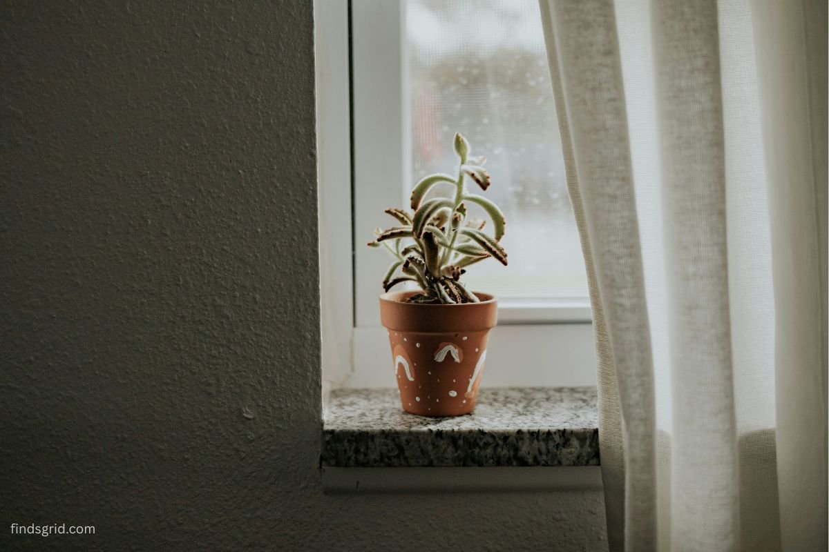 Houseplant placed near a window away from cold glass and heating vents