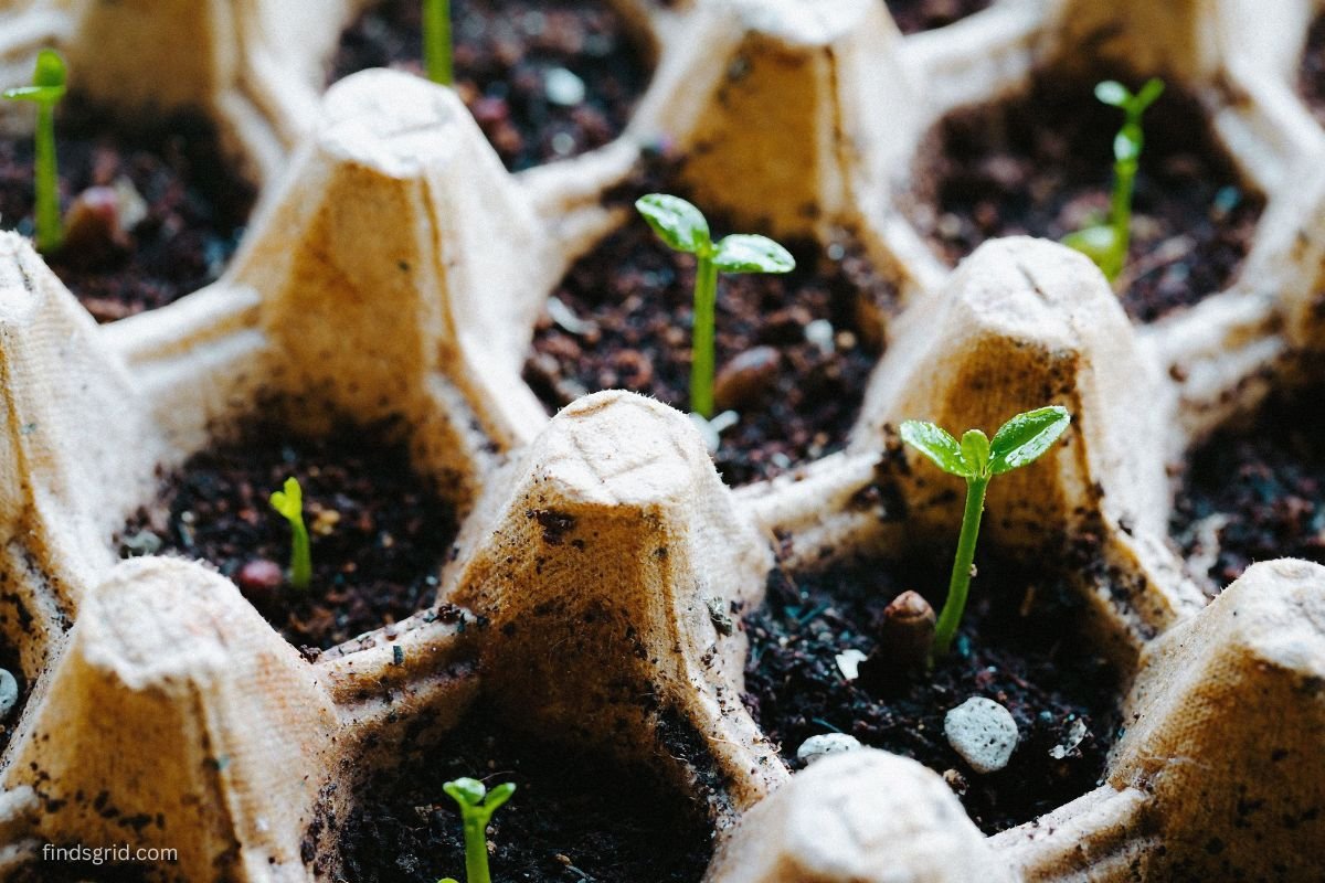 seeds sprouting on a damp during a germination test