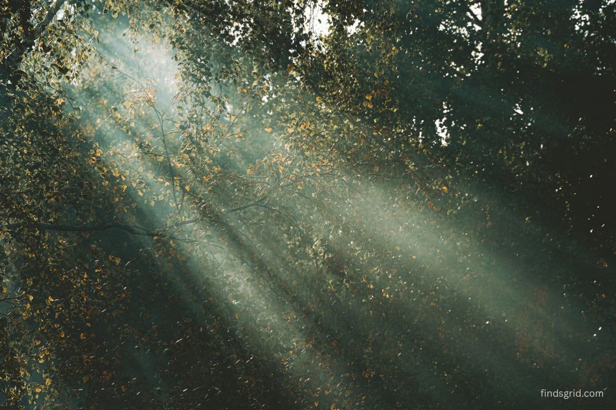 Soft sunlight filtering through forest leaves, ideal light for phone nature photos