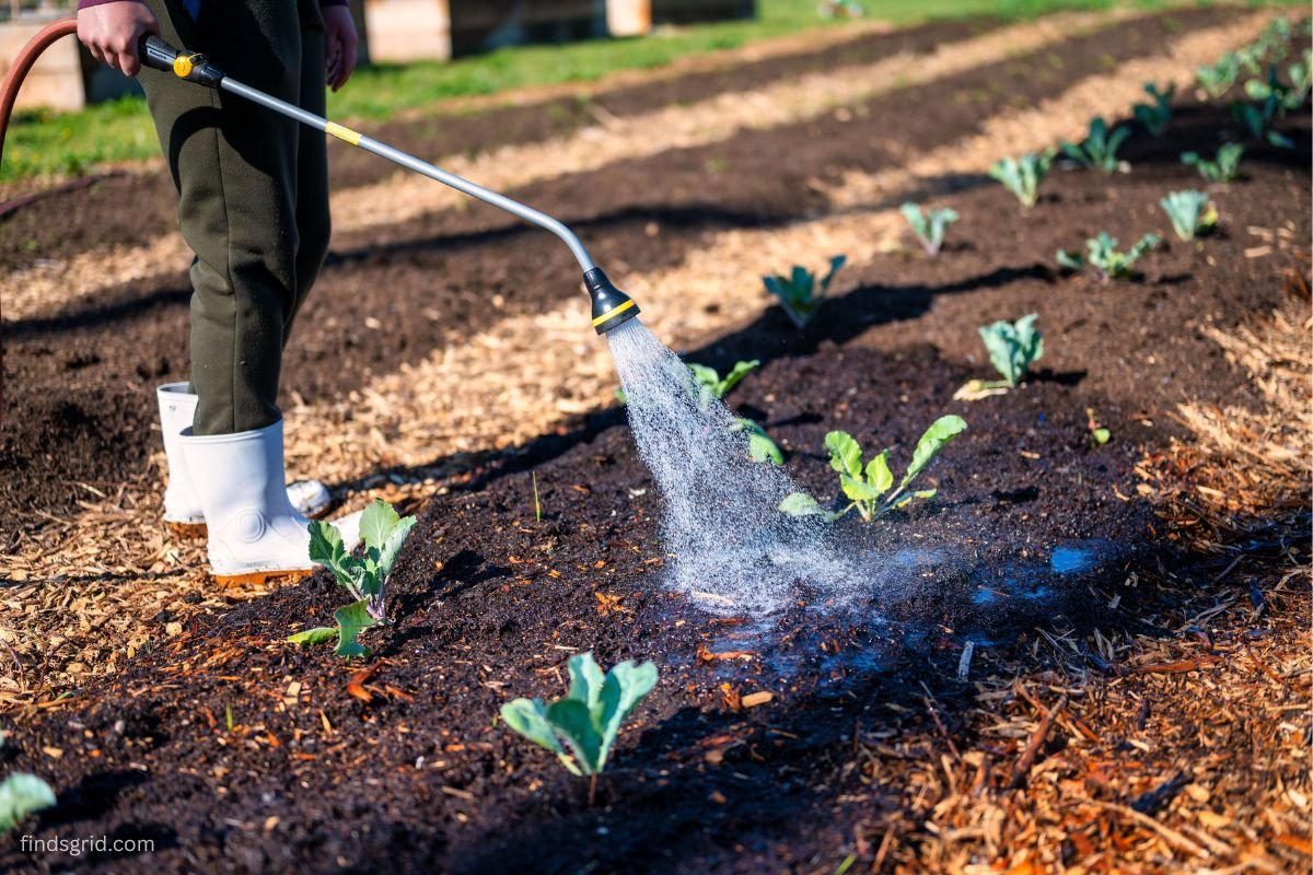Watering moist garden soil to help it hold heat before a hard freeze